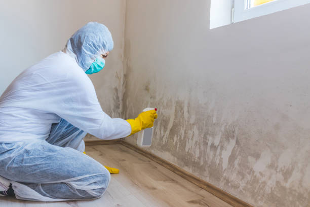 Licensed Basement Mold Remediation service in Walpole, MA - 24 Hour Mold Removal