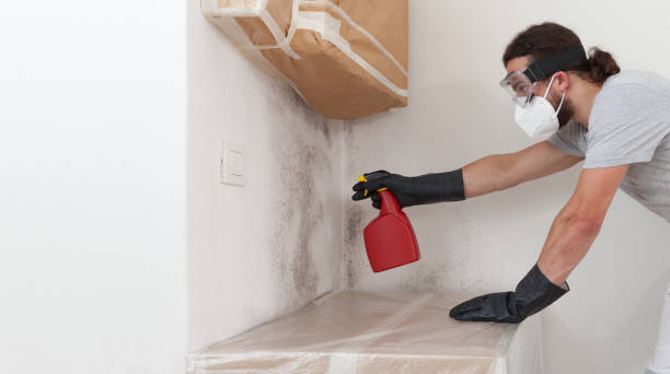 Professional Basement Mold Remediation technician working in Walpole, MA