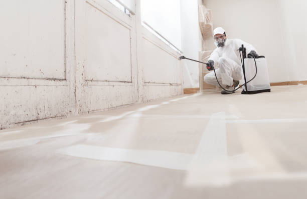 24/7 Emergency Basement Mold Remediation experts in Walpole, MA